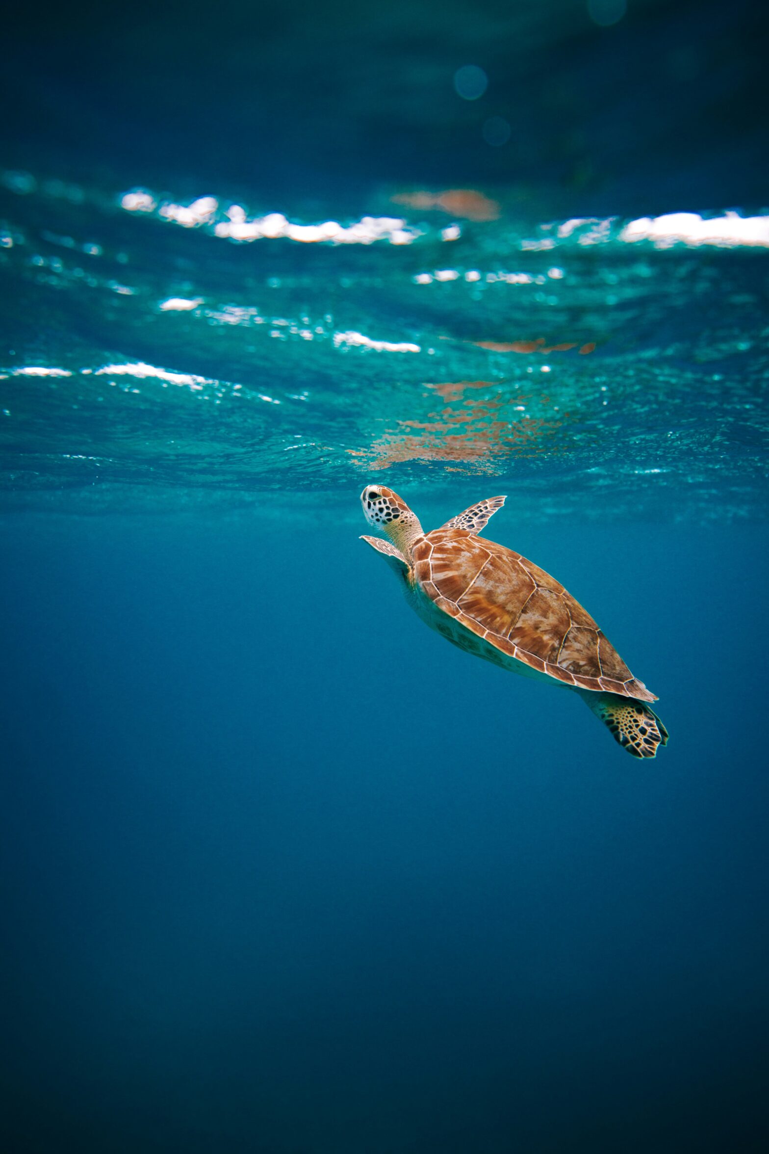 teknős az óceán vizében